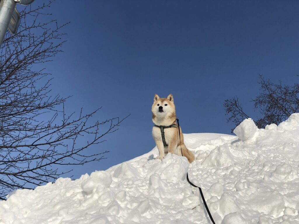 ぼんな（柴犬♂）　大好きな山菜の名前を付けました