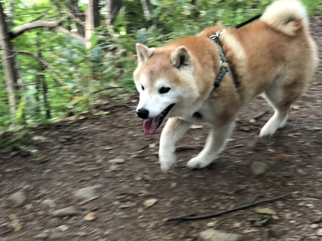 見えているときよりなぜかスムーズに頂上を目指します