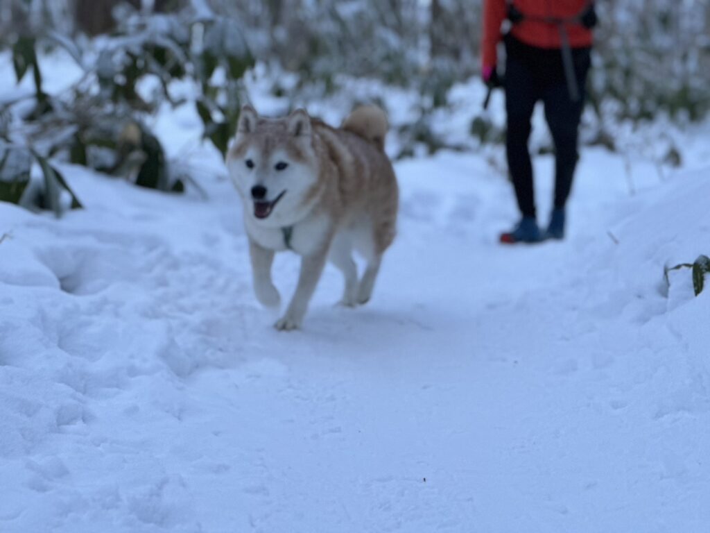 ボケてますが楽しそうです（藻岩山）